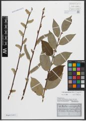 Foto von Salix appendiculata Vill. x Salix caprea L.